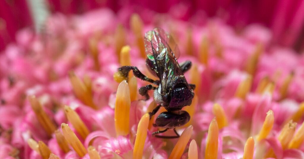 Australian stingless bee honey fights bacteria and fungi