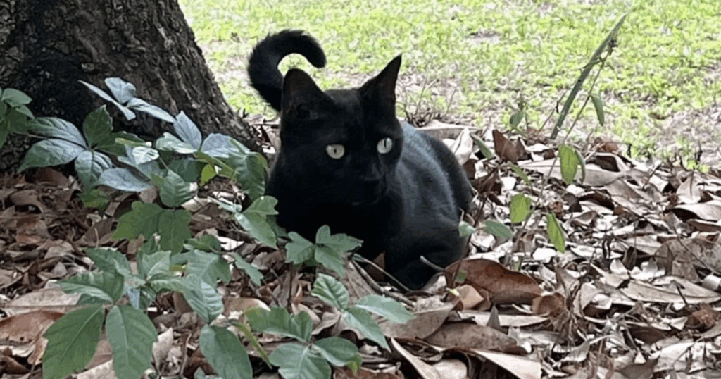 Black cat helps scientists discover new human virus