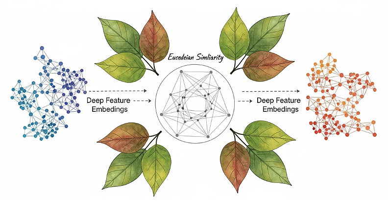 How Deep Feature Embeddings and Euclidean Similarity Power Automatic Plant Leaf Recognition