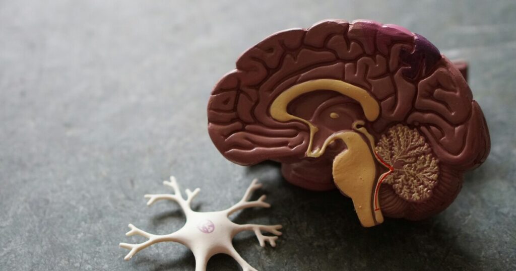 NAD+ Corrects RNA Splicing to Restore Alzheimer’s Memory