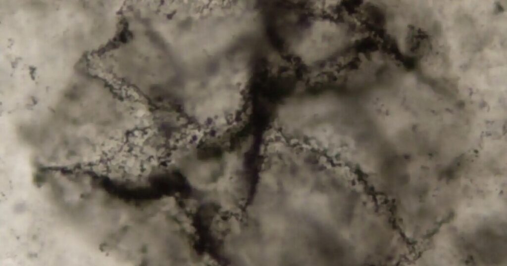 AI uncovers chemical clues to Earth’s earliest life