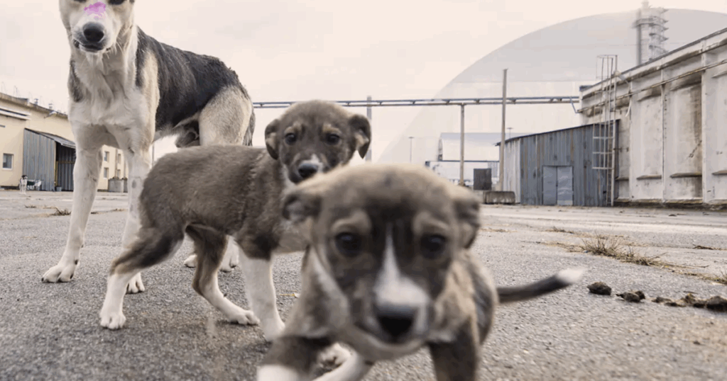 The ‘blue dogs’ of Chornobyl reveal a stranger, richer world than imagined