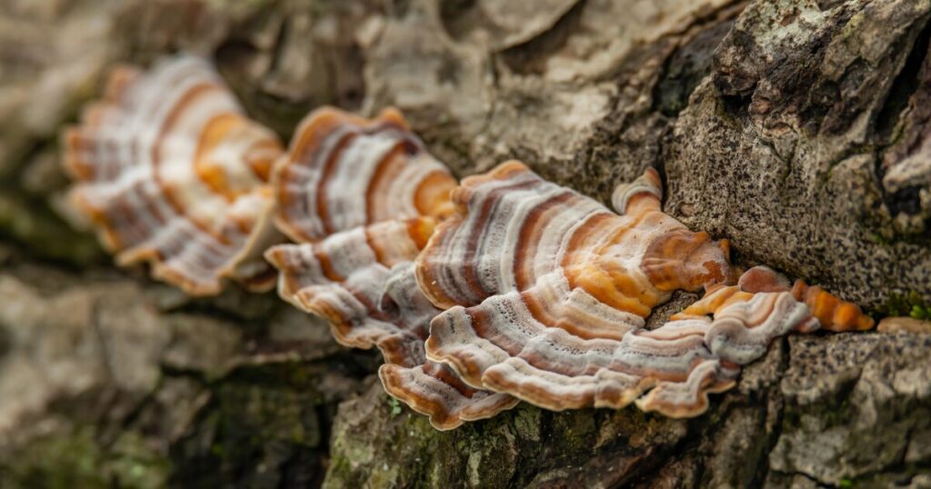 Turkey Tail Mushroom Mycelium Replaces Single-Use Plastic Wrap