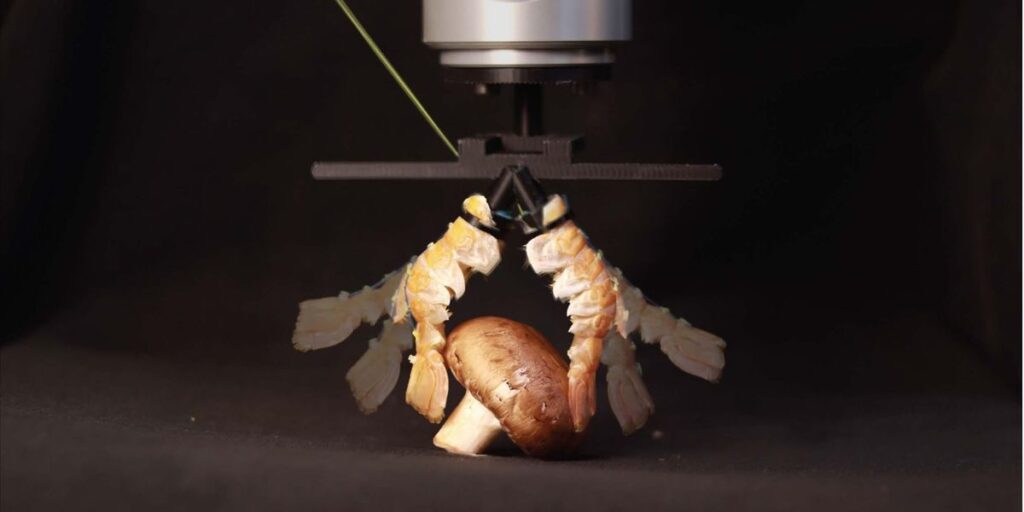 Robot Videos: Biorobotics, Robot EV Charging, and More