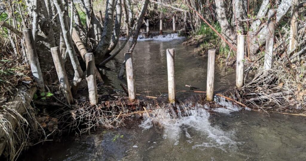 Beaver mimicry dams help restore ecosystems and fight climate change