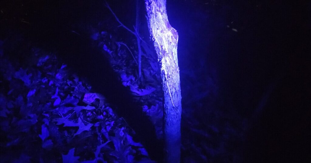 Deer communicate with hidden glow on signposts