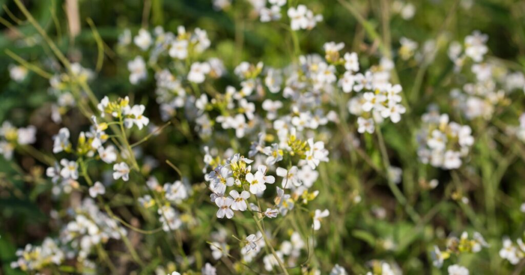 Plant leaves touching create biological warning network
