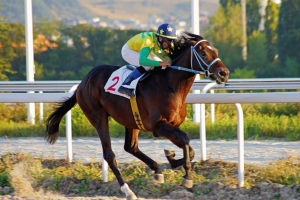 Chicago bankruptcy judge denies emergency hearing request in Hawthorne racetrack Chapter 11