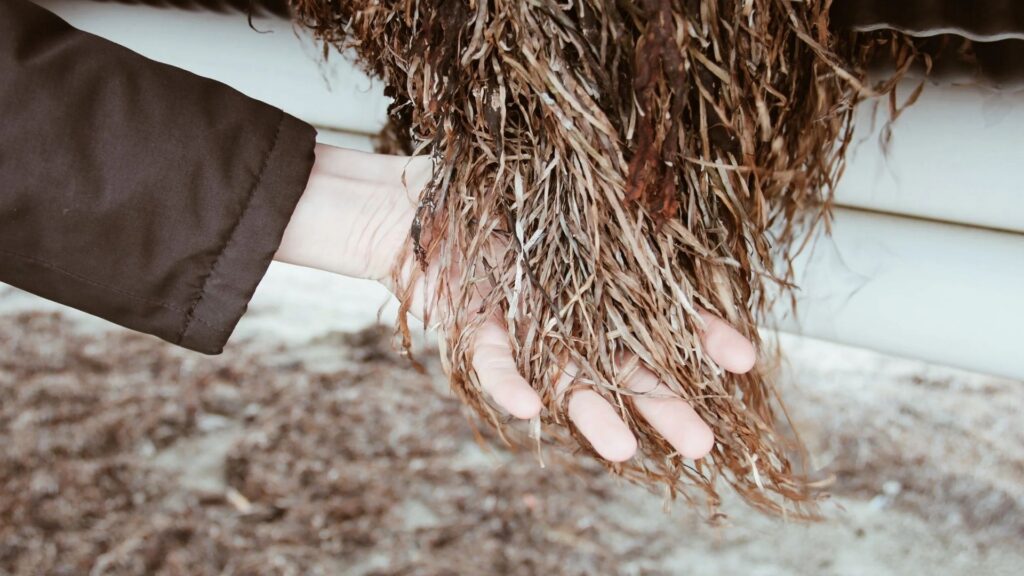 Malmö-based Salt & Fiber secures €300k to turn seagrass into sustainable textile yarns; launches crowdfunding campaign
