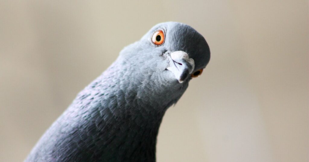 How pigeons use liver cells for magnetic sensing
