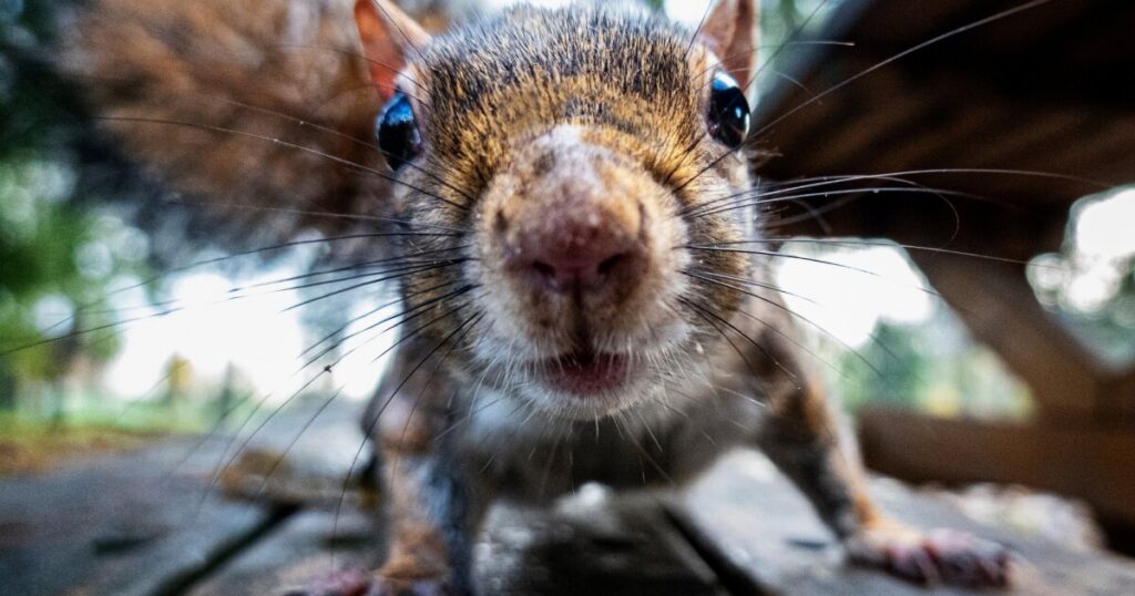 Squirrel hibernation study offers stroke recovery hope