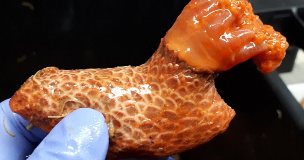 Regenerating sea cucumber feet defy death in ocean