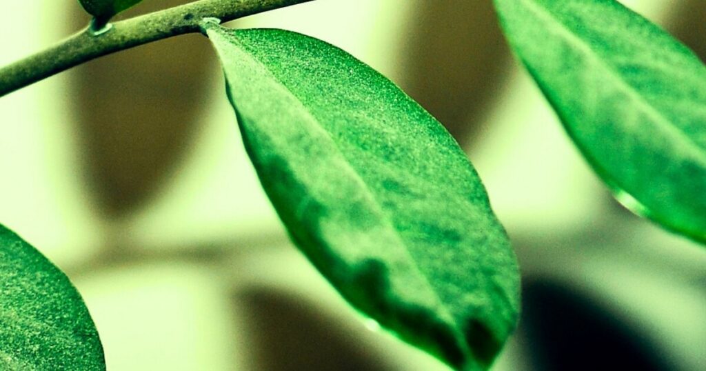 Plants absorb vital nutrients directly from dust