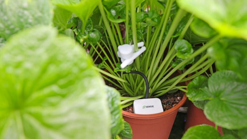 Ghent-based Sensie raises €500k to bring real-time plant intelligence to greenhouse growers
