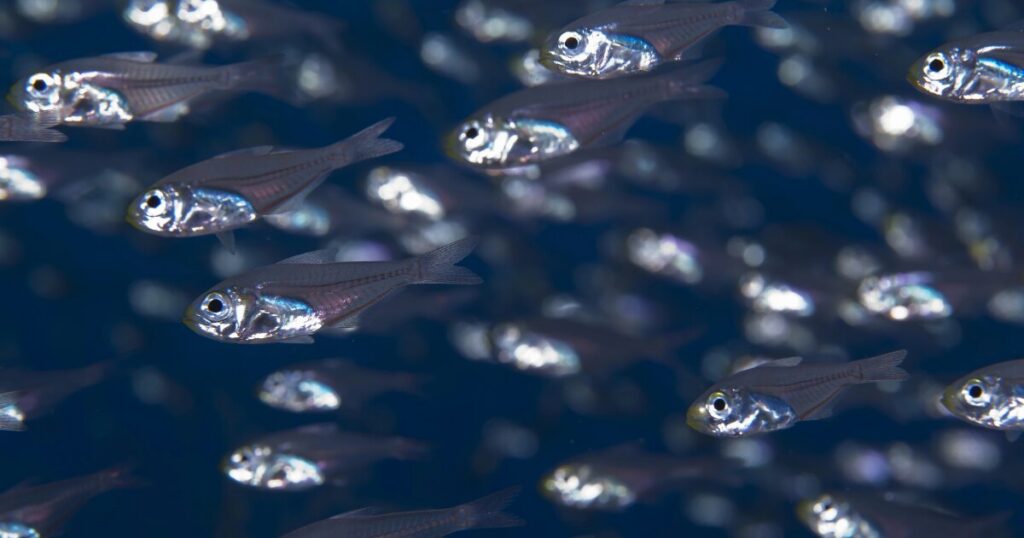 Fish steals light molecules to glow for camouflage