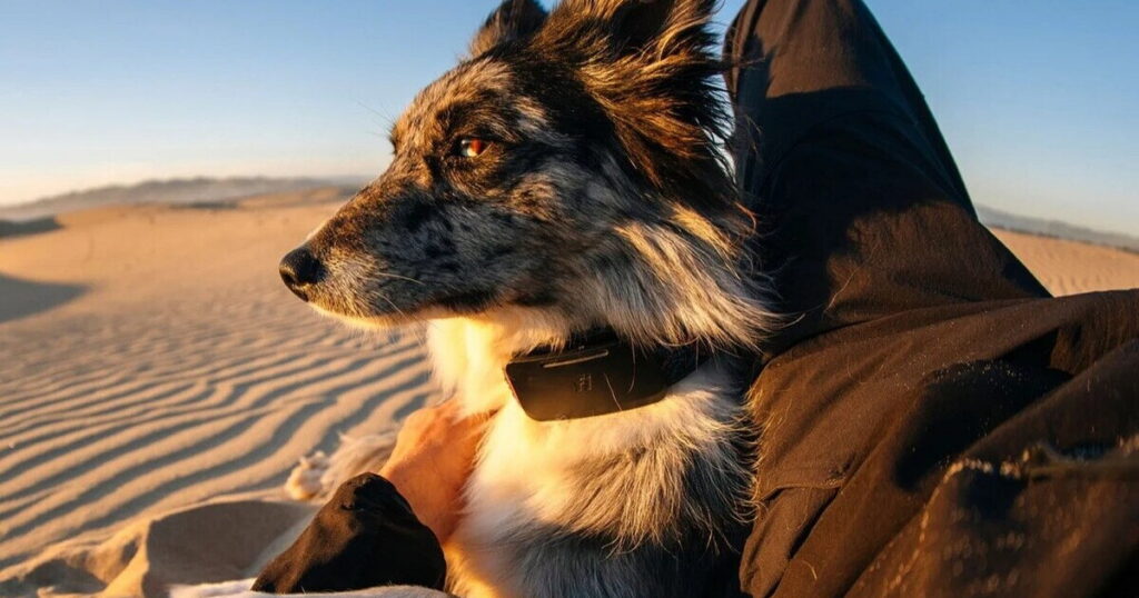Dog tracker uses Starlink for lost pets when cell signal drops